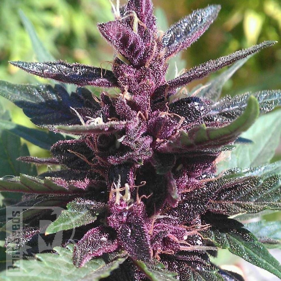 Семена ганжа  Purple Ryder regular Ganja Seeds Семена ганжа  Purple Ryder regular Ganja Seeds