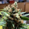 семена культурной конопли купить Critical feminised Victory Seeds семена культурной конопли купить Critical feminised Victory Seeds