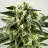 Семена конопли  Auto Super Silver Haze feminised Ganja Seeds Семена конопли  Auto Super Silver Haze feminised Ganja Seeds