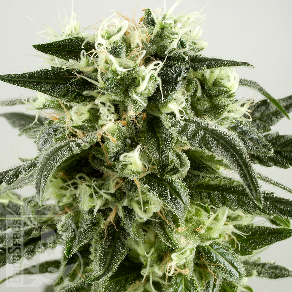 Семена конопли  Auto Super Silver Haze feminised Ganja Seeds Семена конопли  Auto Super Silver Haze feminised Ganja Seeds