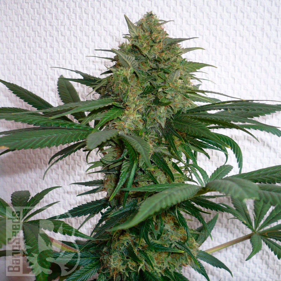 Семена Mohan Ram feminised Ganja Seeds Семена Mohan Ram feminised Ganja Seeds