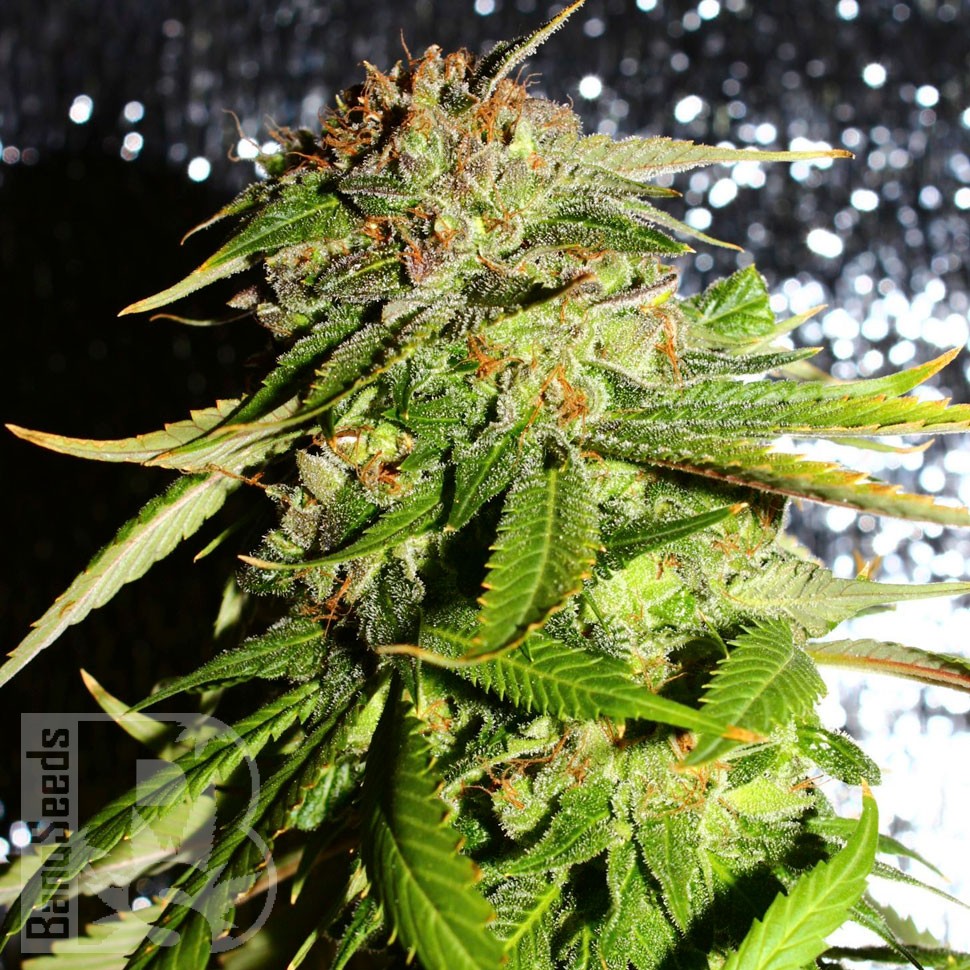 Семена конопли Mohan Ram feminised Ganja Seeds Семена конопли Mohan Ram feminised Ganja Seeds