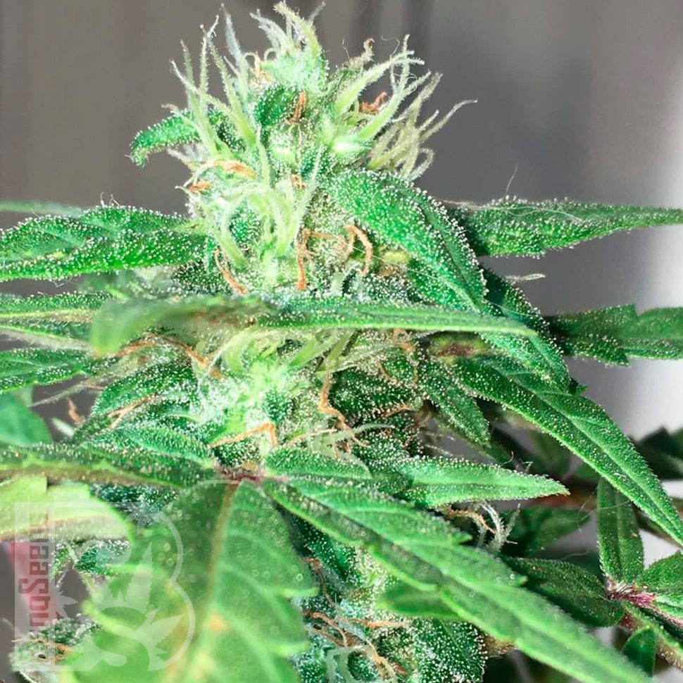 Семки Mohan Ram feminised Ganja Seeds Семки Mohan Ram feminised Ganja Seeds