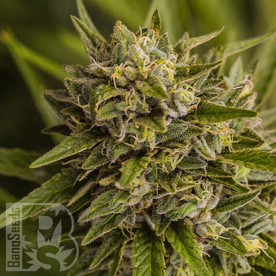 Brazil Sativa feminised Ganja Seeds Brazil Sativa feminised Ganja Seeds