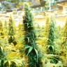 Brazil Sativa feminised Ganja Seeds Brazil Sativa feminised Ganja Seeds