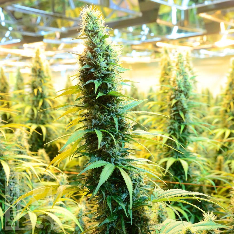 Brazil Sativa feminised Ganja Seeds Brazil Sativa feminised Ganja Seeds