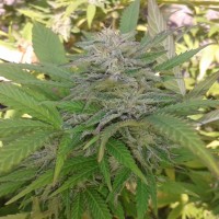 Super Critical feminised Ganja Seeds