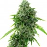 Семена  Super Critical feminised Ganja Seeds Семена  Super Critical feminised Ganja Seeds