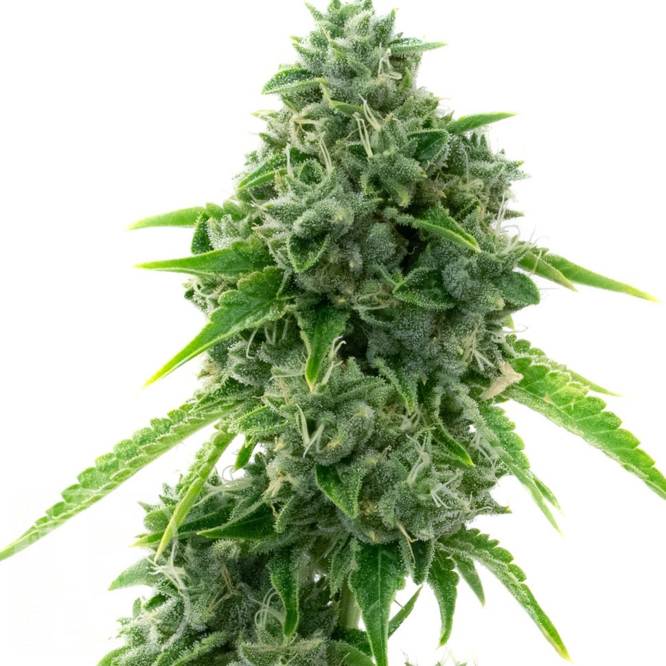Семена  Super Critical feminised Ganja Seeds Семена  Super Critical feminised Ganja Seeds