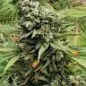 Семена  Super Critical feminised Ganja Seeds Семена  Super Critical feminised Ganja Seeds