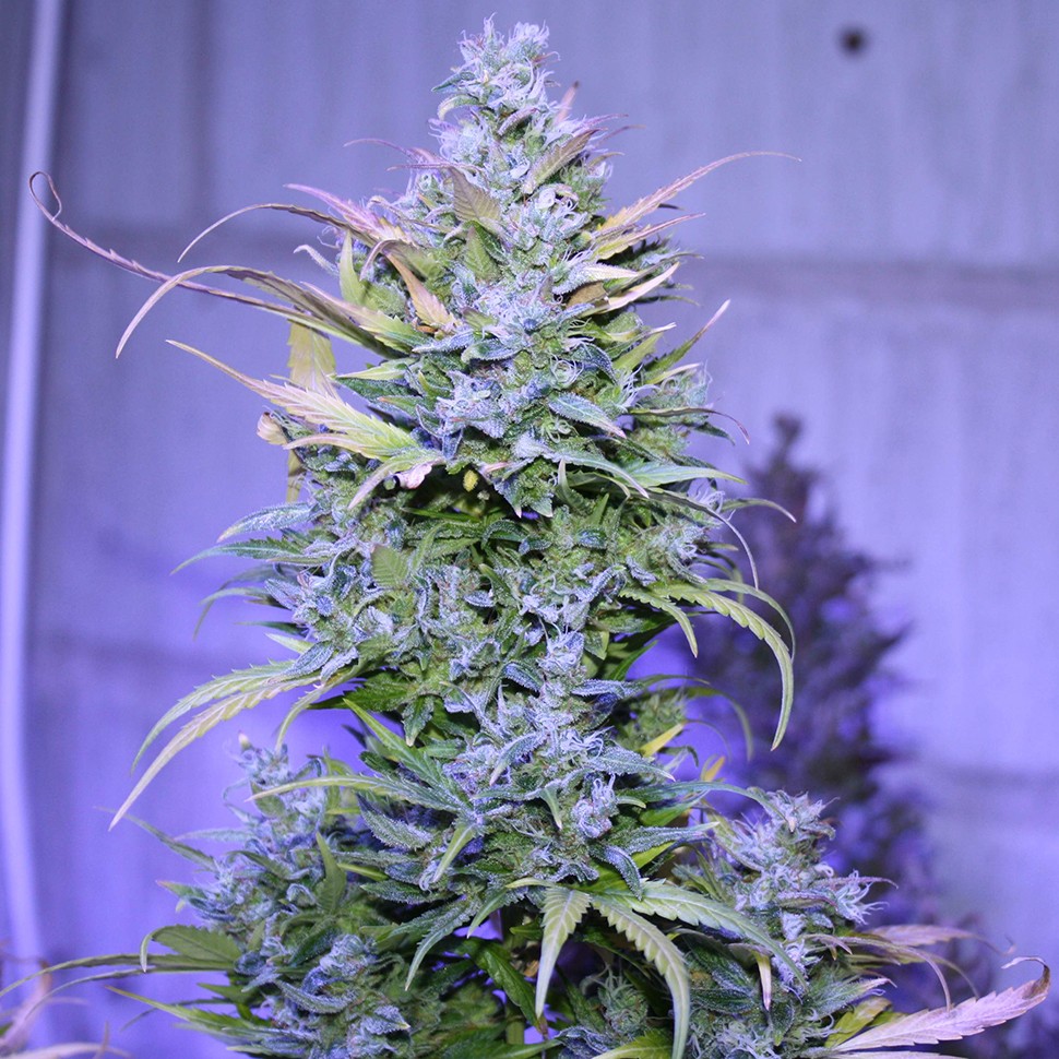 Семена ганжа  Auto AK 47 regular Ganja Seeds