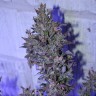 купить качественные семена конопли Auto AK 47 regular купить качественные семена конопли Auto AK 47 regular
