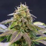 купить семена конопли в фирменной упаковке Violator Kush feminised купить семена конопли в фирменной упаковке Violator Kush feminised