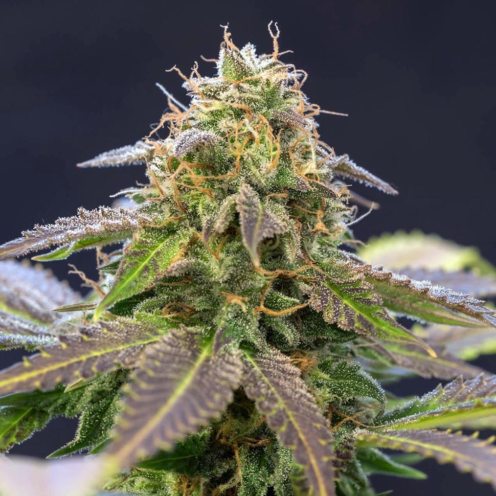 Семена ганжа  Violator Kush feminised Ganja Seeds