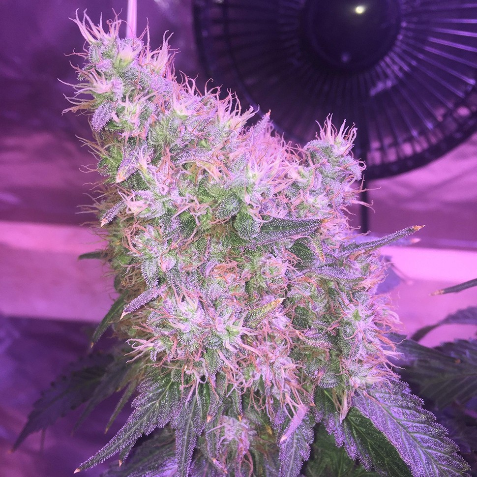 Семена конопли  Northern Lights feminised Victory Seeds