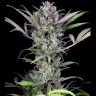 Семена каннабиса  Auto Sweet Skunk feminised Ganja Seeds Семена каннабиса  Auto Sweet Skunk feminised Ganja Seeds