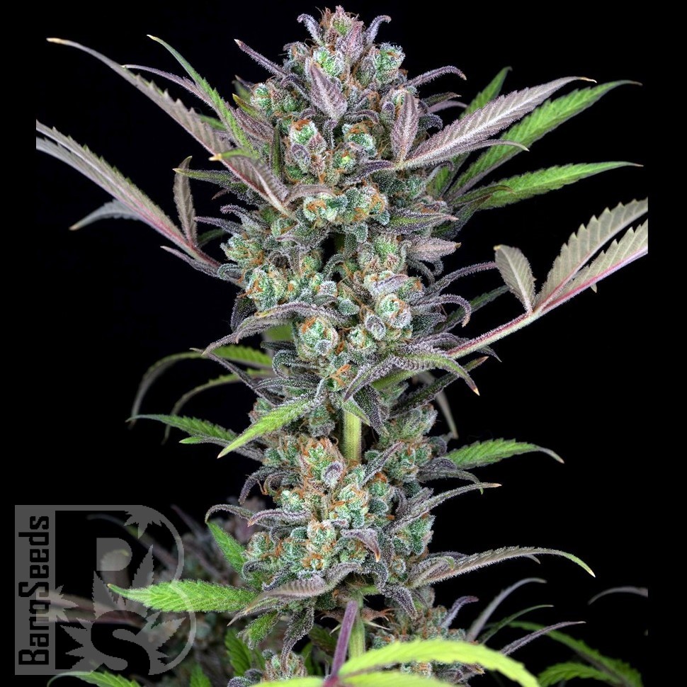 Семена каннабиса  Auto Sweet Skunk feminised Ganja Seeds Семена каннабиса  Auto Sweet Skunk feminised Ganja Seeds