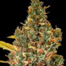 Семена каннабиса  Auto Sweet Skunk feminised Ganja Seeds Семена каннабиса  Auto Sweet Skunk feminised Ganja Seeds