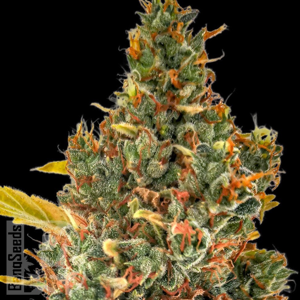 Семена каннабиса  Auto Sweet Skunk feminised Ganja Seeds Семена каннабиса  Auto Sweet Skunk feminised Ganja Seeds