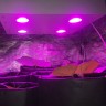 Светодиодный фитосветильник LED Гагарин 1 для выращивания конопли Светодиодный фитосветильник LED Гагарин 1 для выращивания конопли