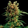 Семена California Hash Plant feminised Ganja Seeds заказать Семена California Hash Plant feminised Ganja Seeds заказать