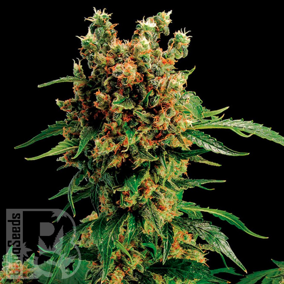Семена California Hash Plant feminised Ganja Seeds заказать Семена California Hash Plant feminised Ganja Seeds заказать