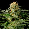 Семена California Hash Plant feminised Ganja Seeds купить Семена California Hash Plant feminised Ganja Seeds купить