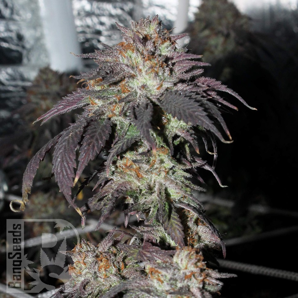Bubba Kush feminised Ganja Seeds Bubba Kush feminised Ganja Seeds