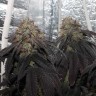 Bubba Kush feminised Ganja Seeds Bubba Kush feminised Ganja Seeds