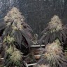 Bubba Kush feminised Ganja Seeds Bubba Kush feminised Ganja Seeds
