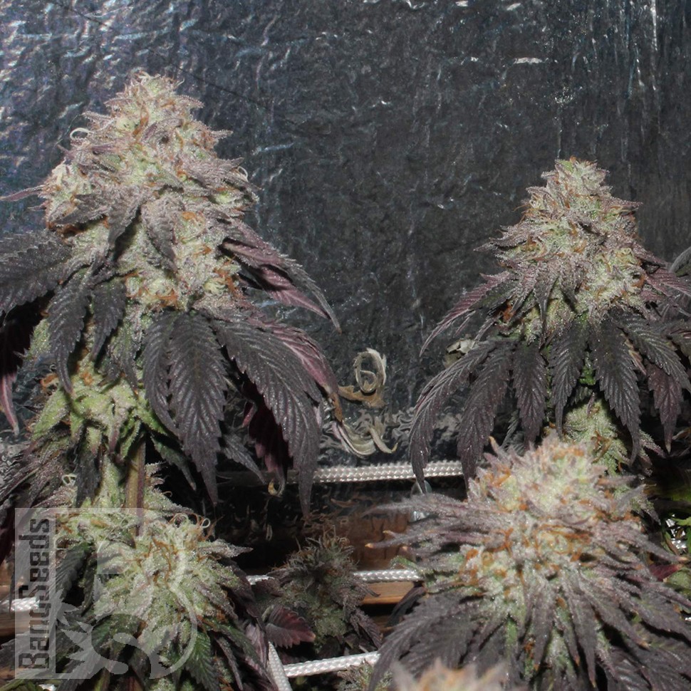 Bubba Kush feminised Ganja Seeds Bubba Kush feminised Ganja Seeds