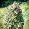 Семена марихуаны  Super Silver feminised Ganja Seeds Семена марихуаны  Super Silver feminised Ganja Seeds