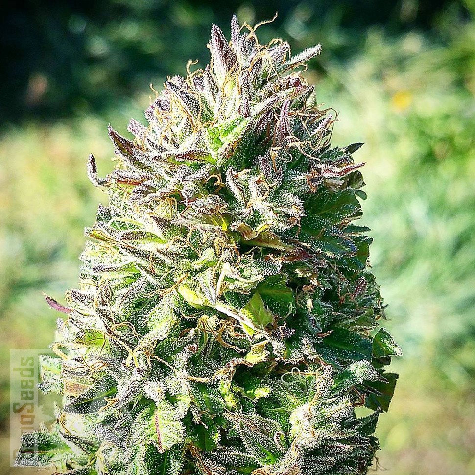 Семена марихуаны  Super Silver feminised Ganja Seeds Семена марихуаны  Super Silver feminised Ganja Seeds