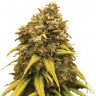 Семена марихуаны  Super Silver feminised Ganja Seeds Семена марихуаны  Super Silver feminised Ganja Seeds