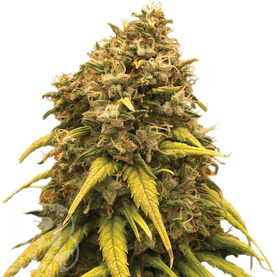 Семена марихуаны  Super Silver feminised Ganja Seeds Семена марихуаны  Super Silver feminised Ganja Seeds