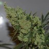 Семена марихуаны  Super Silver feminised Ganja Seeds Семена марихуаны  Super Silver feminised Ganja Seeds
