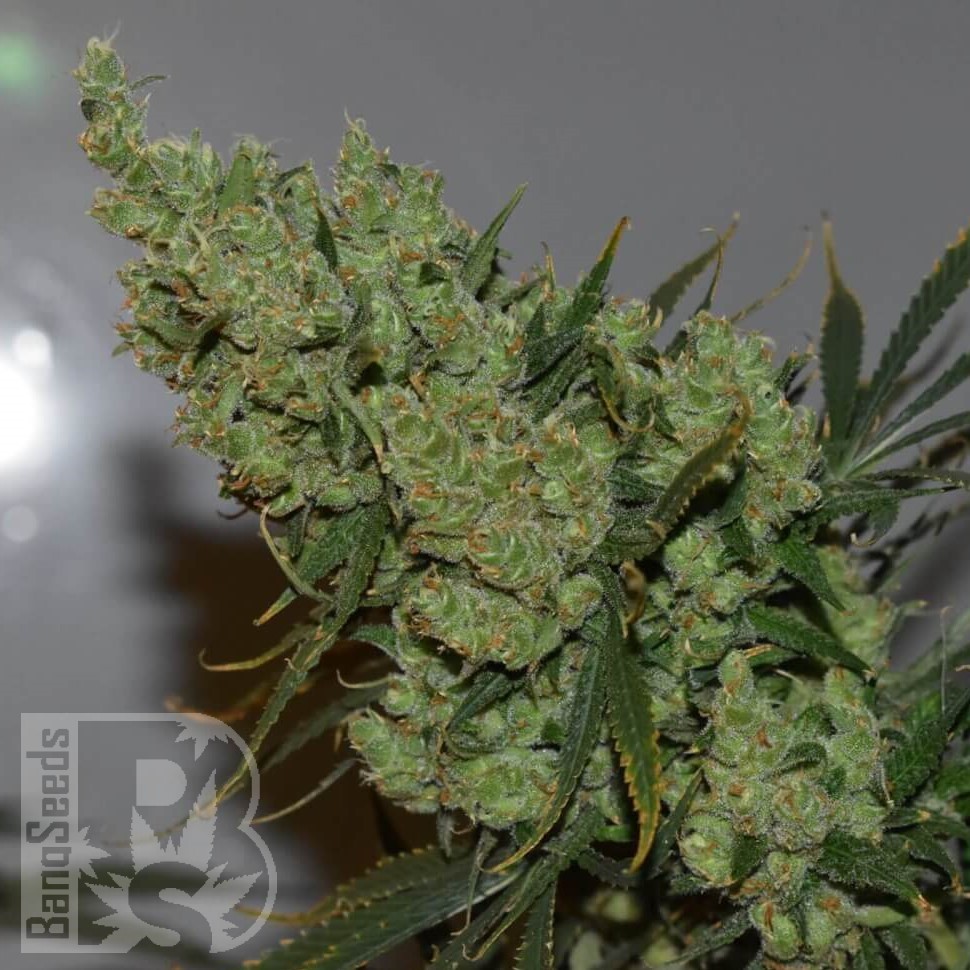 Семена марихуаны  Super Silver feminised Ganja Seeds Семена марихуаны  Super Silver feminised Ganja Seeds
