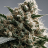Семена марихуаны  Super Silver feminised Ganja Seeds Семена марихуаны  Super Silver feminised Ganja Seeds