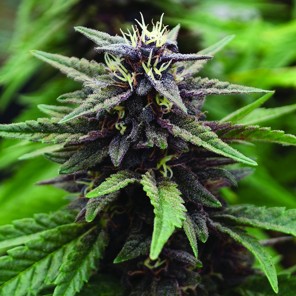 купить семена конопли курьером Auto Purple Kush feminised купить семена конопли курьером Auto Purple Kush feminised