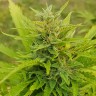 купить семена конопли сорта сатива Original Afghani reg купить семена конопли сорта сатива Original Afghani reg
