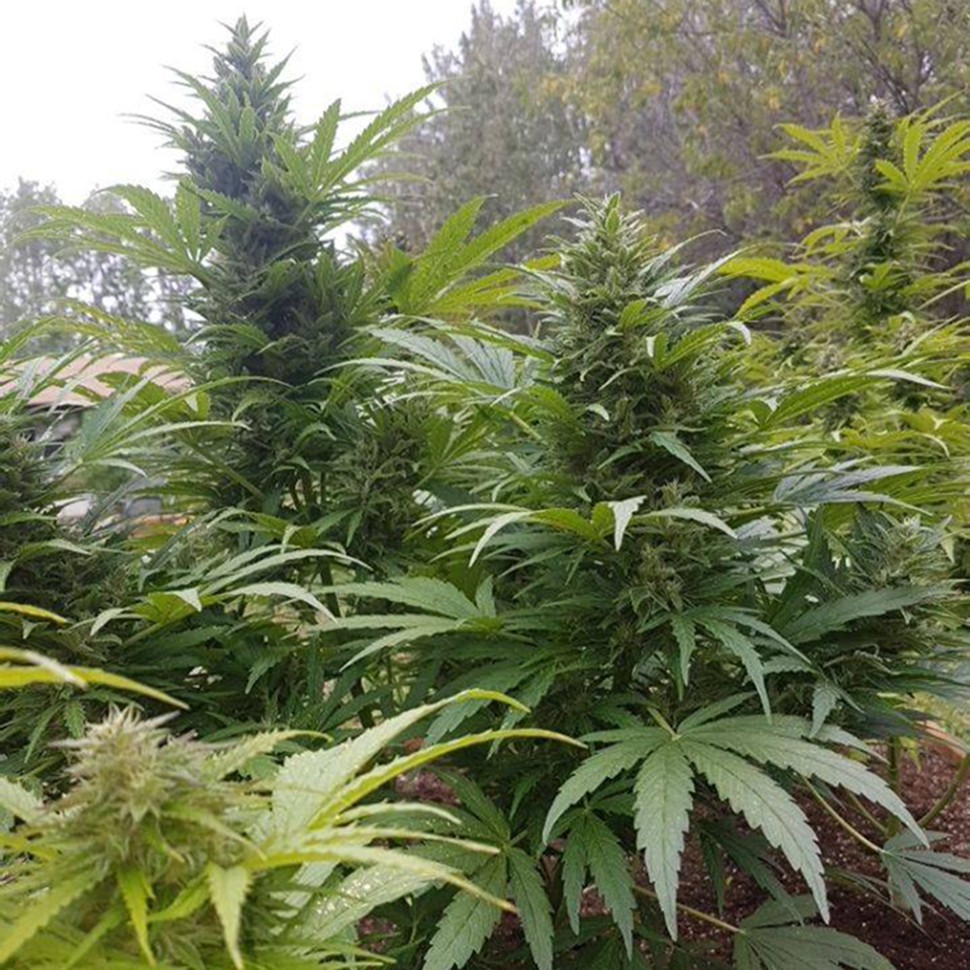 Семена ганжа  Original Afghani regular Ganja Seeds