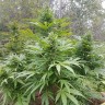 купить семена конопли Нур-Султан Original Afghani reg купить семена конопли Нур-Султан Original Afghani reg