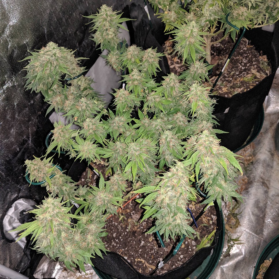 купить семена конопли аутдор G13 Skunk reg купить семена конопли аутдор G13 Skunk reg