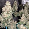 купить семена конопли в интернете G13 Skunk reg купить семена конопли в интернете G13 Skunk reg
