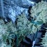 купить семена конопли дешево G13 Skunk reg купить семена конопли дешево G13 Skunk reg