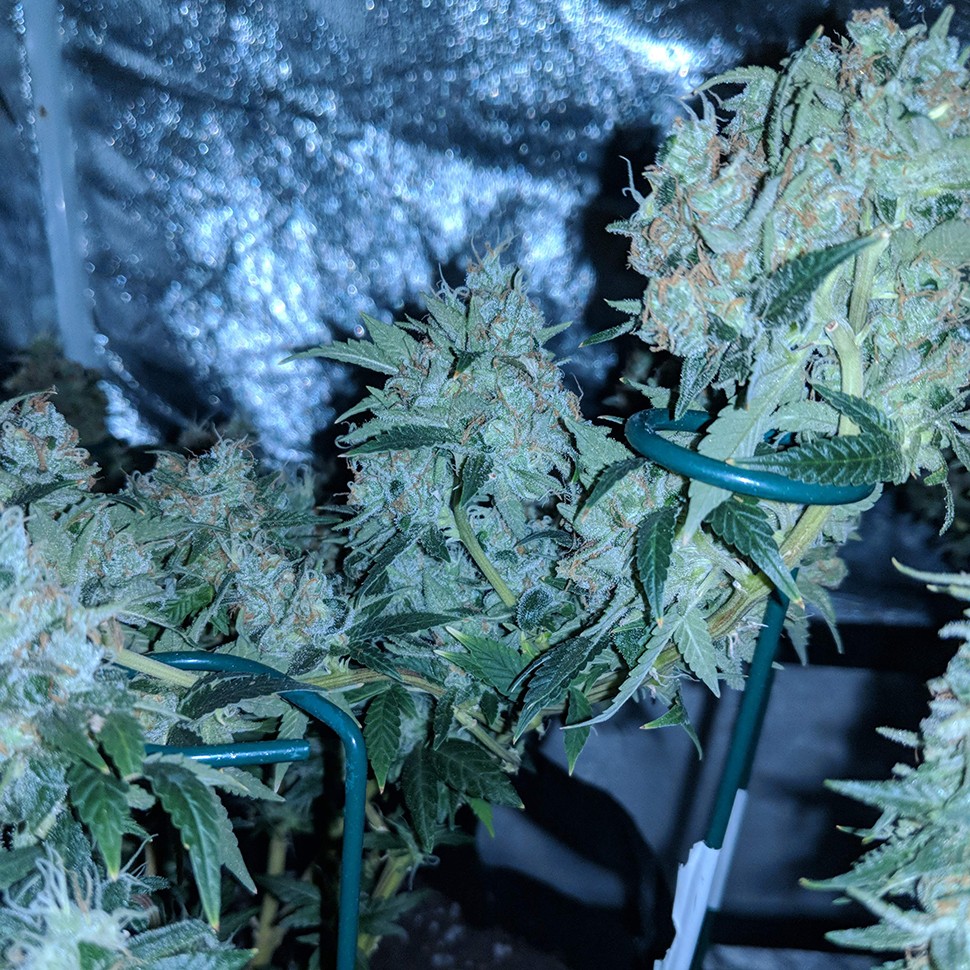 купить семена конопли дешево G13 Skunk reg купить семена конопли дешево G13 Skunk reg