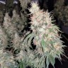 конопля семена сорта заказать G13 Skunk reg конопля семена сорта заказать G13 Skunk reg