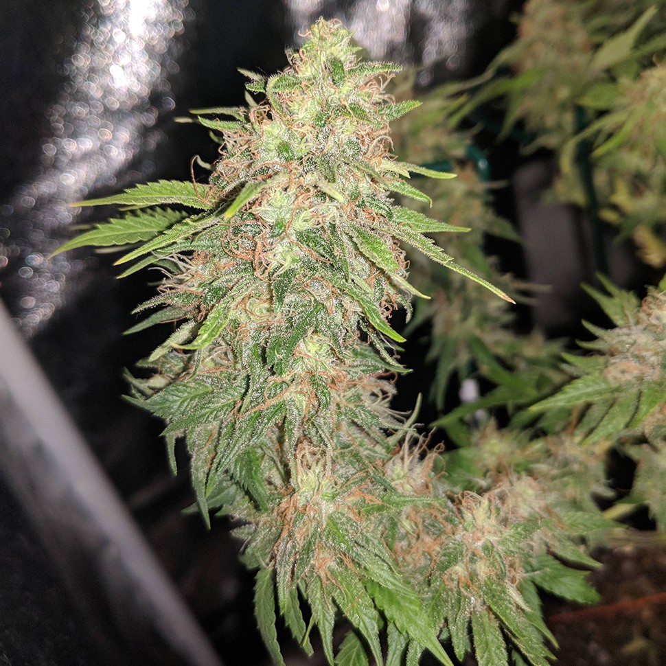 заказать семена конопли курьером G13 Skunk reg заказать семена конопли курьером G13 Skunk reg