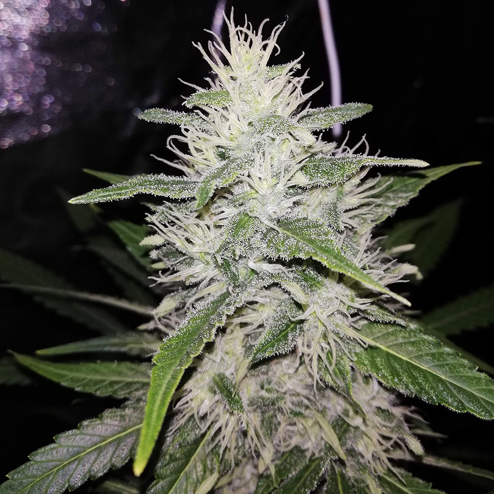 Семена каннабиса  Alter Ego feminised Neuro Seeds