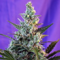 Auto Think Big feminised Ganja Seeds